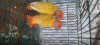 Lutino opaline